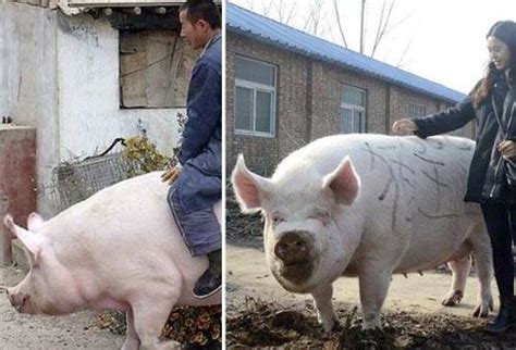 china está creando cerdos gigantes